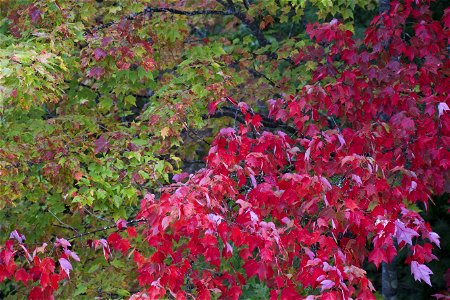 Wall of Green and Red Foliage photo