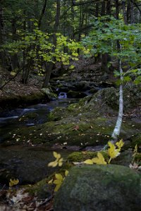 Small Wooded Stream in Early Fall photo