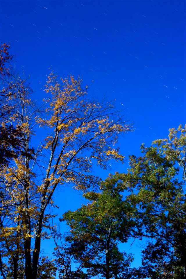 Sparse Foliage at Blue Hour photo