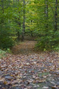 Leaf-Covered Hiking Path photo