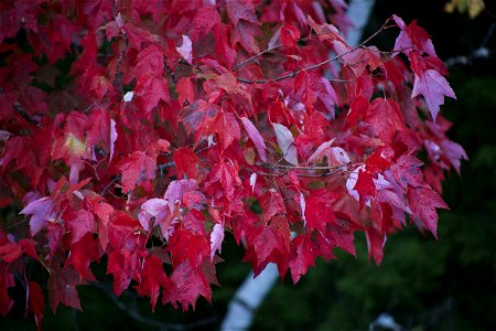 Red Maple Leaves photo