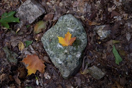Single Leaf on Rock photo