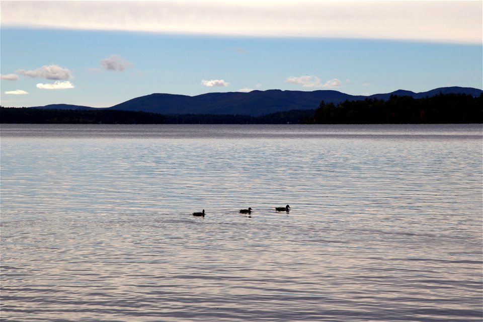 Three Ducks in a Row photo