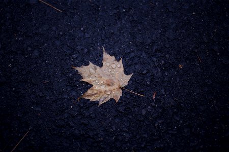 Wet Fallen Leaf on Dark Ground photo