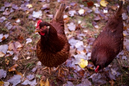 Two Rhode Island Red Chickens photo