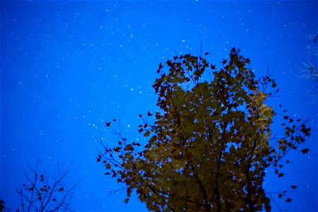 Foliage Tree Against Blue Starry Sky photo