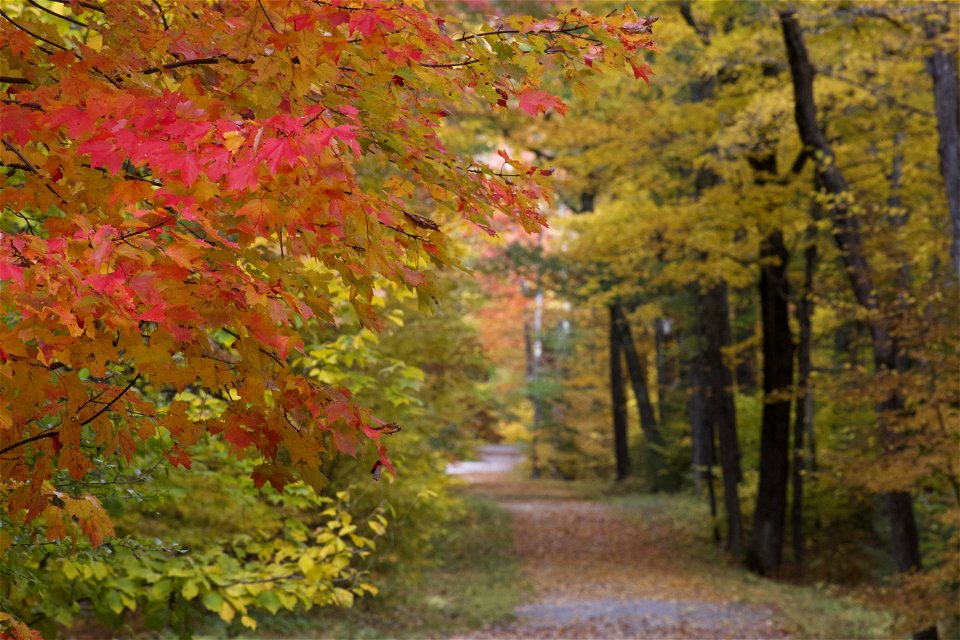 Peaceful Path in Autumn photo