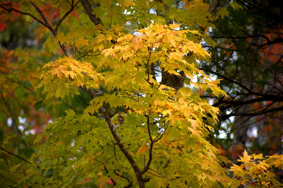 Maple Tree in Autumn photo