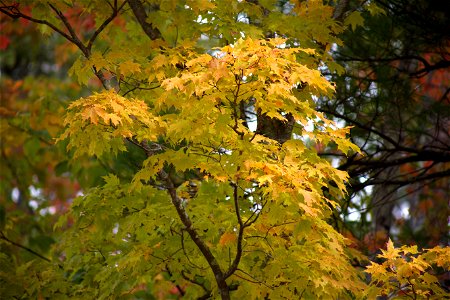 Maple Tree in Autumn photo