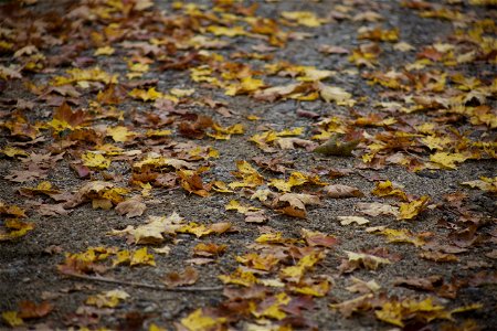 Fallen Leaves on the Path photo