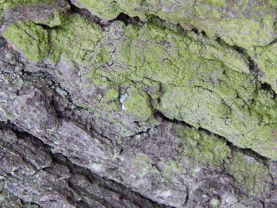 Tree moss nature