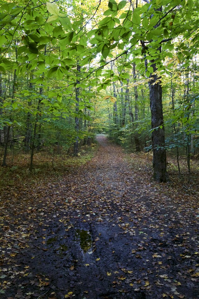 Hiking in the Woods photo