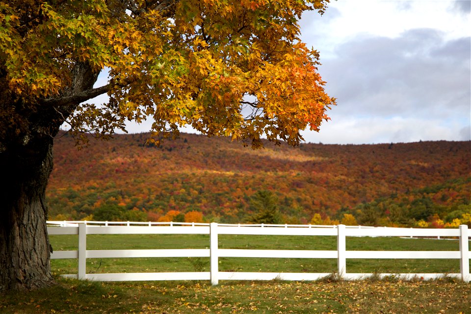 Fall Pasture Scene photo