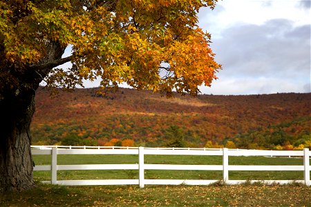 Fall Pasture Scene