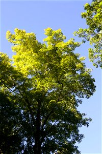 Treetop in Sunlight photo