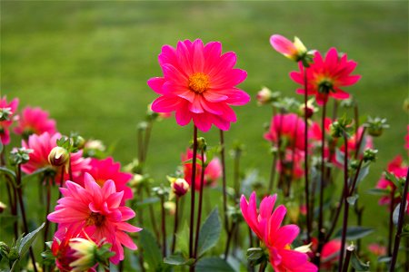 Vibrant Pink Flowers photo