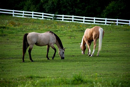 Two Horses Grazing in Fenced-In Paddock photo
