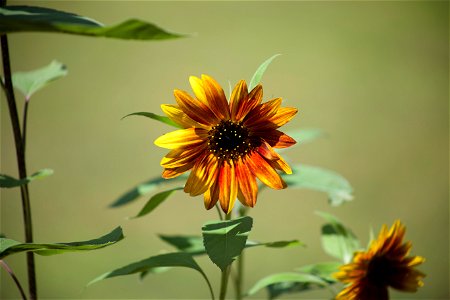 Small Multicolored Sunflower photo