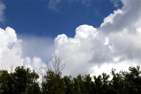Large Puffy White Clouds Over Treetops photo