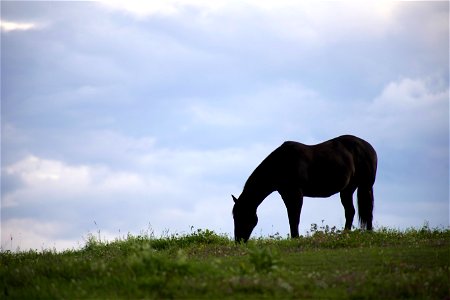 Grazing Horse Silhouette photo