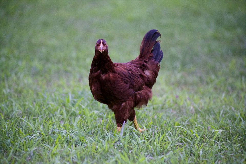 Rhode Island Red Chicken photo