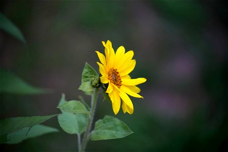 Tiny Sunflower photo