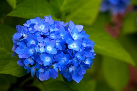Blue Hydrangea Flower photo
