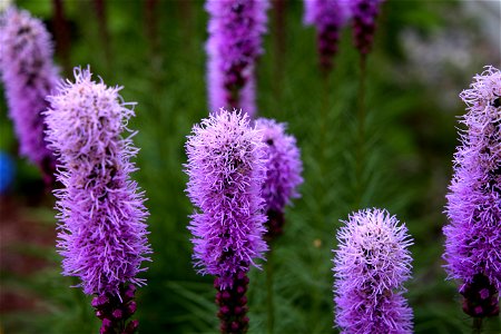 Purple Liatris Flowers photo