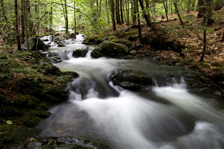 A River Runs Through the Woods photo