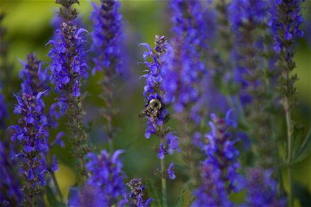 Bee on Purple Flowers photo