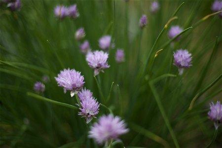 Blooming Chives photo