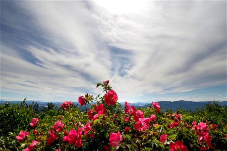 Roses with a Mountaintop View photo