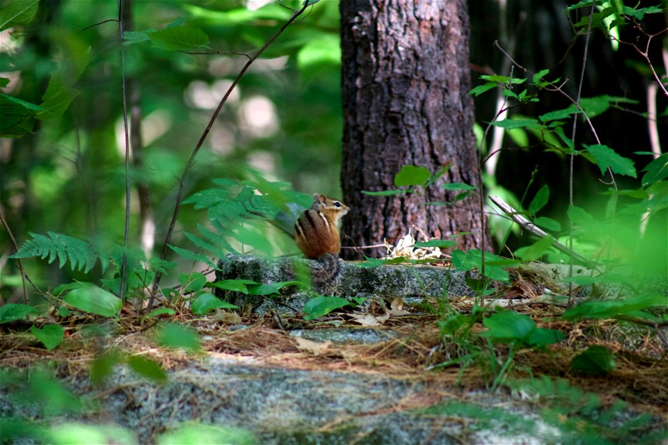 Chipmunk in the Woods photo