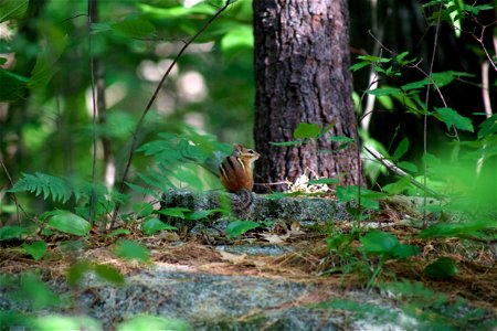 Chipmunk in the Woods photo