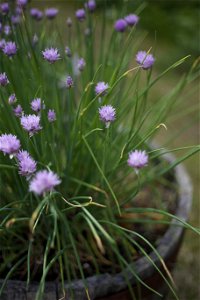 Muted Chive Blossoms photo