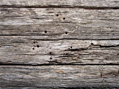 Dry Wood Texture with Holes photo