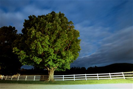 Large Tree By Fence at Night