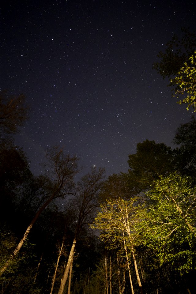 Looking Up at the Trees Towards the Night Sky photo