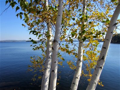 Birch Trees by a Lake photo