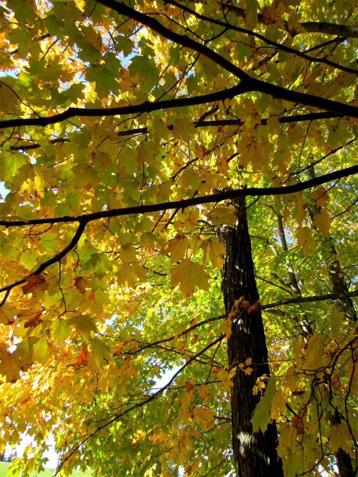 Fall Leaves and Tree Branches photo