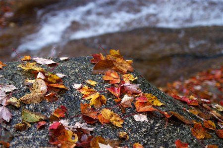 Autumn Leaves With Water in the Background photo