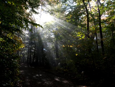 Misty Sunlight in the Forest photo