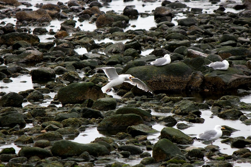 Seagulls on Ocean Rocks photo