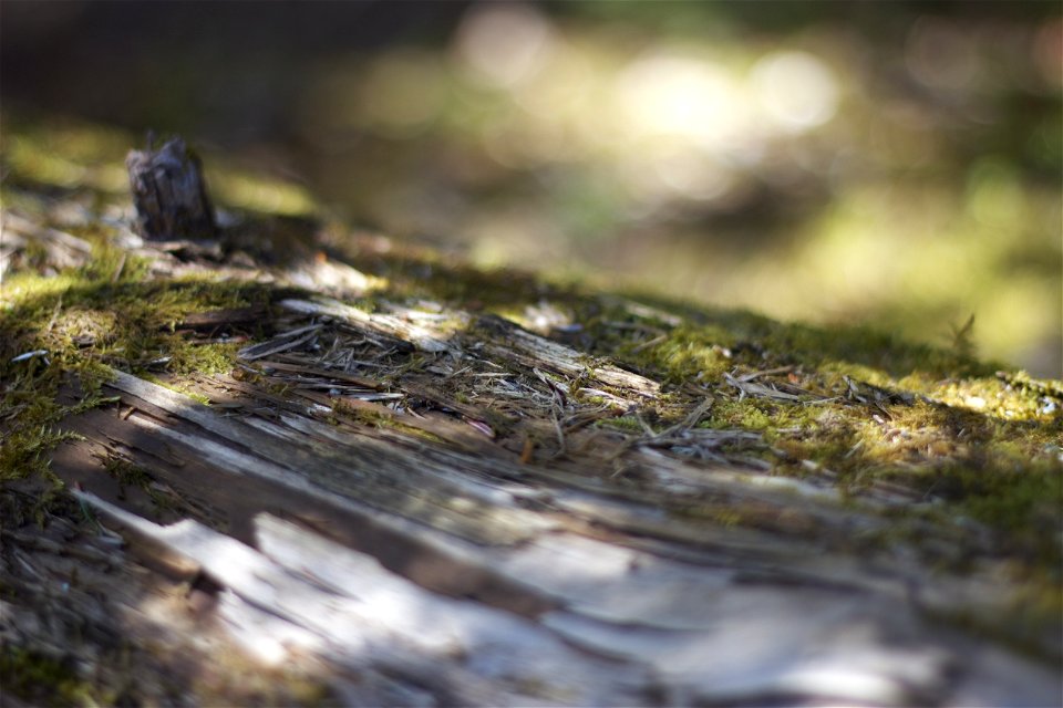 Fallen Log Macro photo