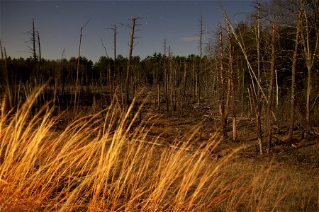 Night Grass and Trees photo