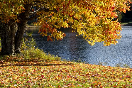 Fall Foliage by the Pond photo