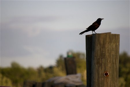 Black Bird Perched photo