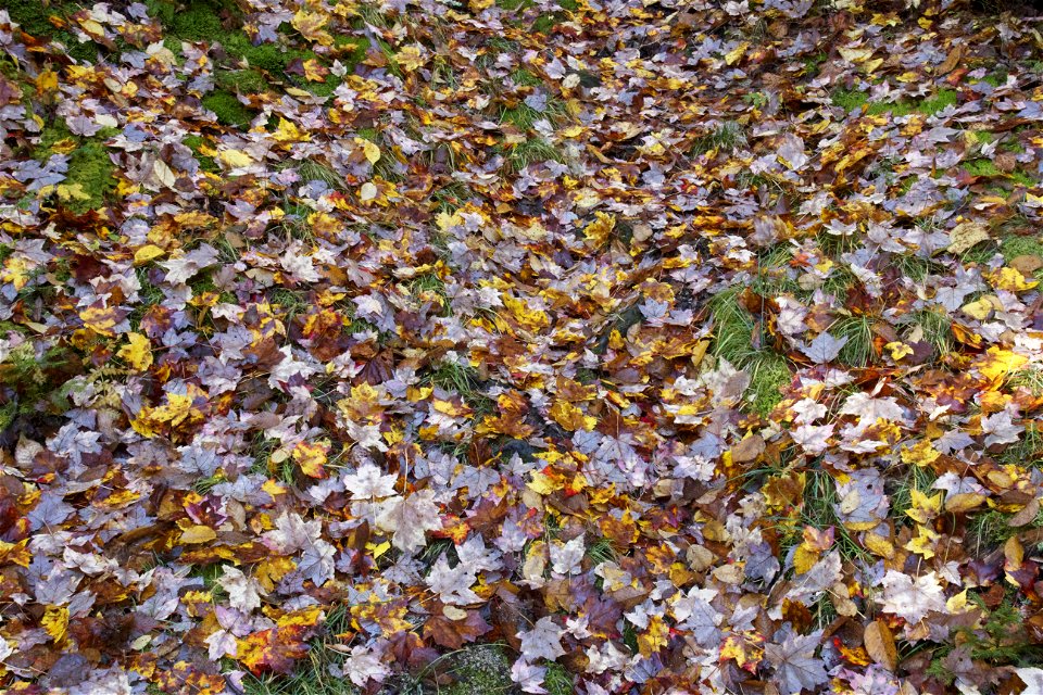 Forest Floor Covered in Leaves photo