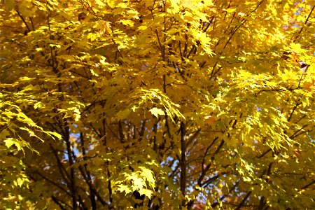 Bold Yellow Autumn Leaves photo