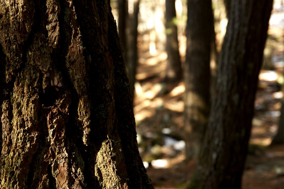 Pine Forest Sunlight photo